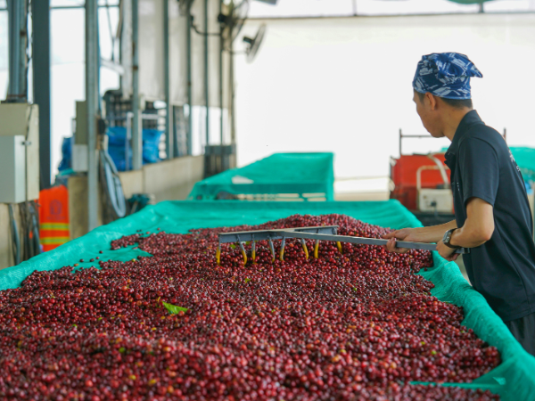 Coffee Processing Methods 2